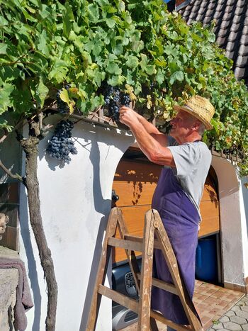 Trgatev potomke najstarejše trte v Podvinu Trgatev potomke najstarejše trte v Podvinu