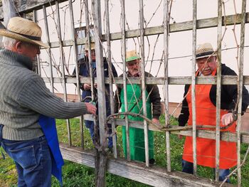 Rez potomke najstarejše trte na svetu