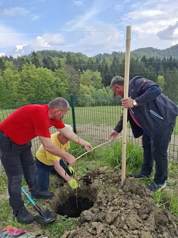 Ob dnevu Zemlje v Andražu zasadili osem srebrnolistnatih lip
