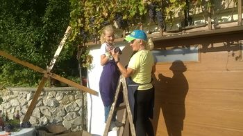 Trgatev nejke, najstarejše vinske trte 