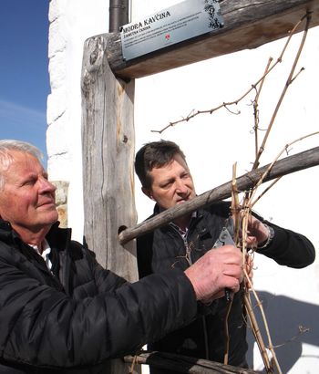 "Na svetu lepše rož´ce ni, kot je vinska trta, pozimi spi, spomlad’ cveti, v jesen nam vince daje" "Na svetu lepše rož´ce ni, kot je vinska trta, pozimi spi, spomlad’ cveti, v jesen nam vince daje"
