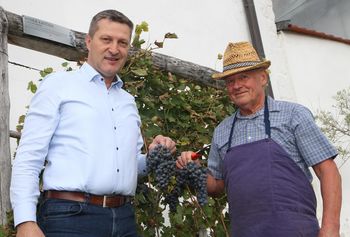 Obilna letina potomke najstarejše trte na svetu na gradu Komenda Obilna letina potomke najstarejše trte na svetu na gradu Komenda