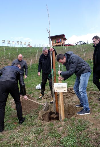 Županova lipa je simbol povezovanja, čebel in skupne prihodnosti