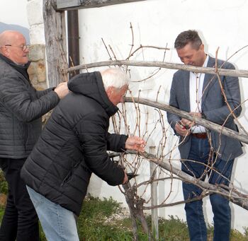 Spomladanska rez modre kavčine na gradu Komenda