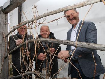 Spomladanska rez modre kavčine na gradu Komenda Spomladanska rez modre kavčine na gradu Komenda