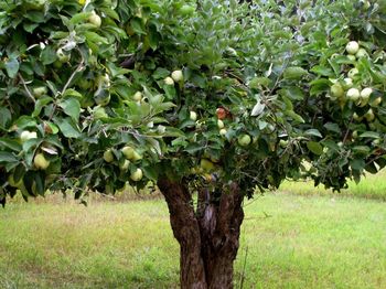 Delavnica POLETNA REZ SADNEGA DREVJA s SLAVKOM TURŠIČEM