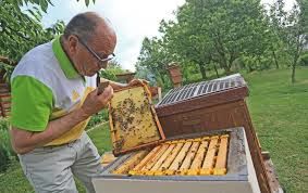 APITERAPIJA V SLOVENSKEM ČEBELNJAKU - SONARAVNO PO NAČELIH ANTROPOZOFIJE IN BIODINAMIKE