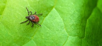 SOFINANCIRANJE CEPLJENJA PROTI KLOPNEMU MENINGOENCEFALITISU 2026