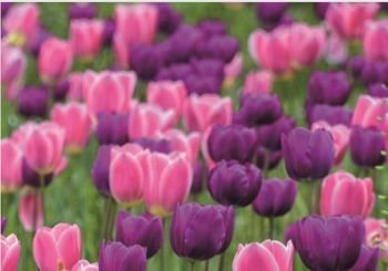 Vijolična barva na fasadah v znak boja proti raku trebušne slinavke