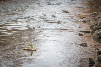 Spuščanje gregorčkov 2022