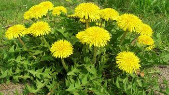 Zdravje je naše največje bogastvo