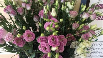 Ponosni na novo skupino prostovoljcev, voditeljev skupin na Polzeli Ponosni na novo skupino prostovoljcev, voditeljev skupin na Polzeli