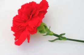 Čestitka za mednarodni praznik žensk