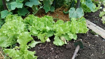 PREDAVANJE:  PRIPRAVA ZELENJAVNEGA VRTA  NA ZIMO