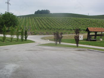 Obvestilo vinogradnikom in vinarjem