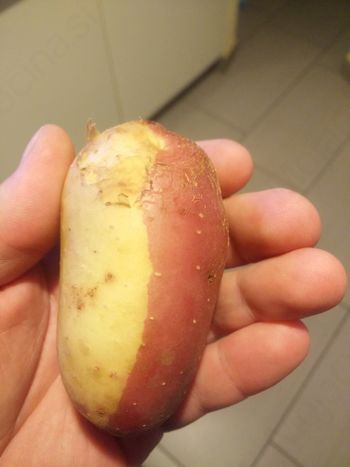 Albino krompir v Beli