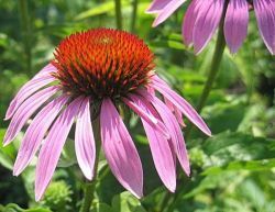 Predavanje o zdravilnih zeliščih