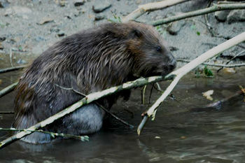 Sprehod po sledeh bobra ob Sušici