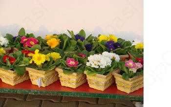 VAŠKI ODBORI - boni za rože