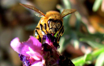 Vodenje Sveta posavskih čebelarjev prevzemajo sevniški čebelarji