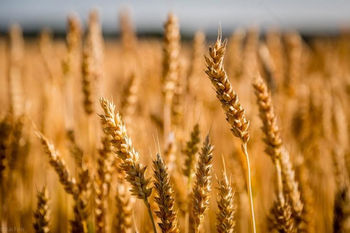 Celiakija – bolezen mnogih obrazov