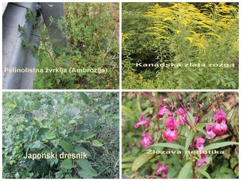 Tujerodne invazivne rastline med Bledom in Lescami