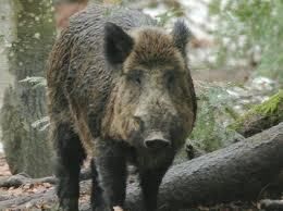 PRIJAVE ŠKODE, POVZROČENE OD DIVJADI