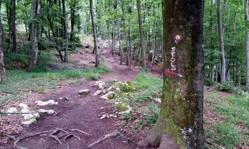 Pridružitev občinski čistilni akciji, čiščenje vznožja Dobena