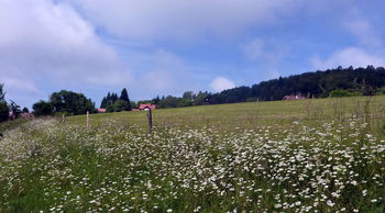 BIO VRTNARJENJE IN TRAJNICE V OKRASNIH VRTOVIH