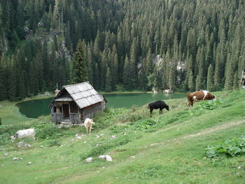 Babica in dedek sta odraščala drugače kot jaz