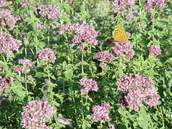 Okrasni zeliščni vrt