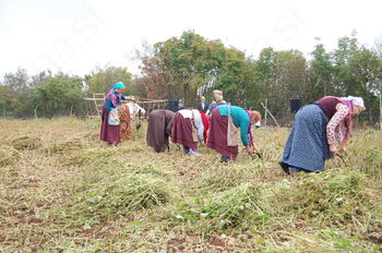 Žetev ajde po starem