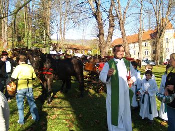 Martinov blagoslov konj