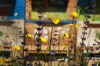 Bliža se 10. jubilejni mednarodni festival alpskega cvetja