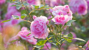 JERNEJEVO – ZELIŠČARSKI DAN V DEŽELI KOZOLCEV