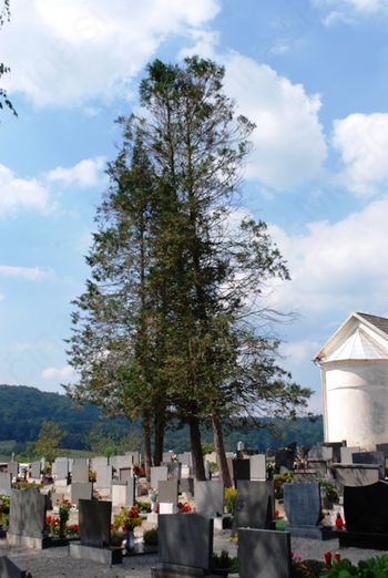 Posek dreves na pokopališču Mirna Peč 