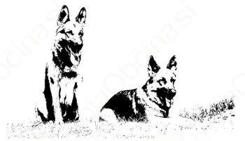 Jesenski tečaji šolanja psov