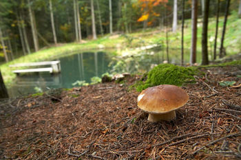 Gobarski praznik z ansamblom Vigred