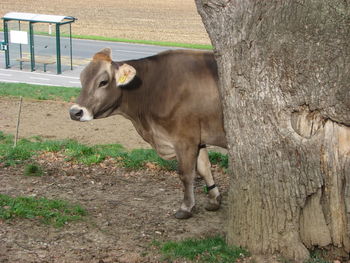 Računalniška orodja v prireji mleka