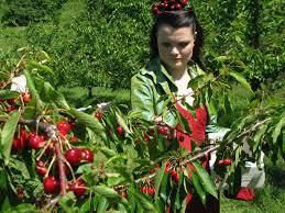 IZLET K PRIJATELJEM V AJDOVŠČINO  IN V ČEŠNJEVE NASADE