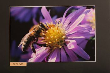 UTRINKI IZ DOMAČEGA OKOLJA