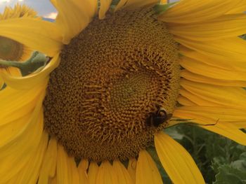 Društvo prijateljev mladine