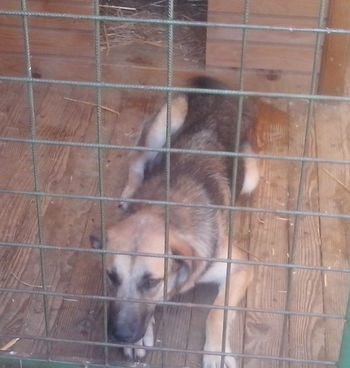 NAJDEN PES NAJDEN PES