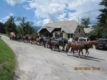 DOLI spet zmagal na Furmanskem prazniku v Postojni