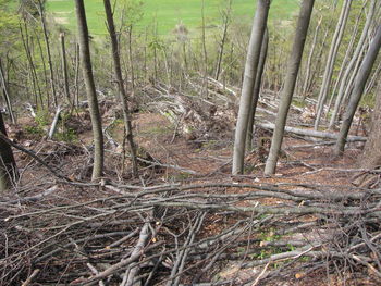 Pomoč pri sanaciji žledoloma v gozdovih