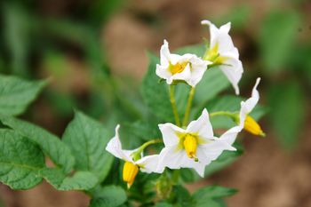 Odločite se za doma pridelan krompir