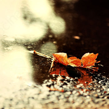 Društvo upokojencev Dragomer - Lukovica 