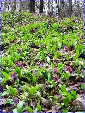 Užitne divje rastline - dr. Nejc Jogan