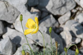 Dan julijskega maka Dan julijskega maka