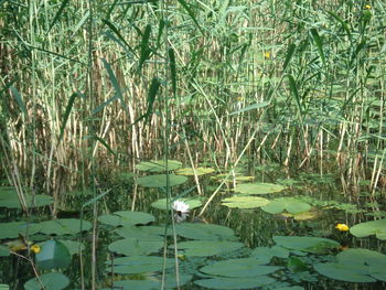 Haikuji naših učencev